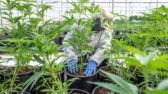 Le gouvernement fait avancer la légalisation de la marijuana