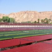 Kibboutz KETOURA : Un Oasis de Bonheur en plein Désert