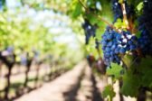 Gvaot, un Vignoble familial au cœur de la Région d’Ephraïm.