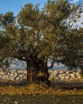 Les droits de douane sur les importations d’huile d’olive en Israël seront considérablement réduits