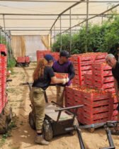 HaShomer HaChadash recrute des volontaires pour travailler dans l'agriculture