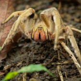 L'Araignée : le plan diabolique de l’Iran a t-il fait long feu ? 