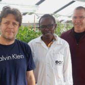 Cultiver des tomates qui consomment moins d'eau